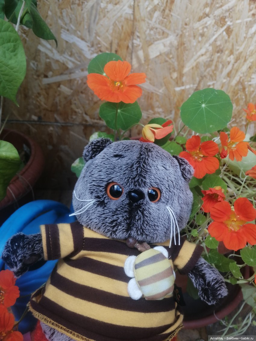 Кошачья прогулка — Кот Басик (фото 6)