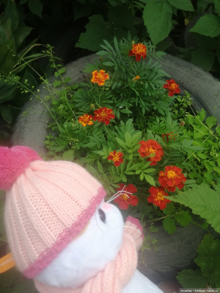 Кошачья прогулка — Кот Басик (фото 2)