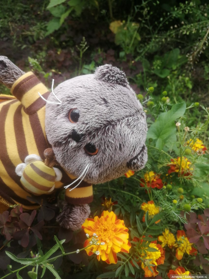 Кошачья прогулка — Кот Басик (фото 10)