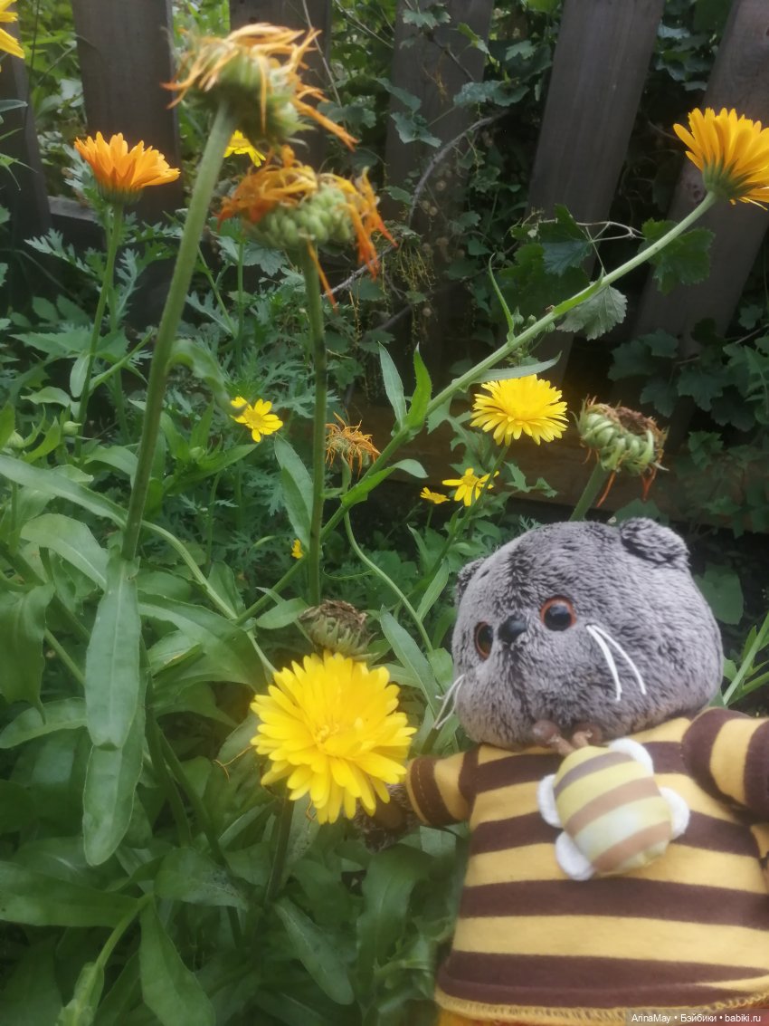 Кошачья прогулка — Кот Басик