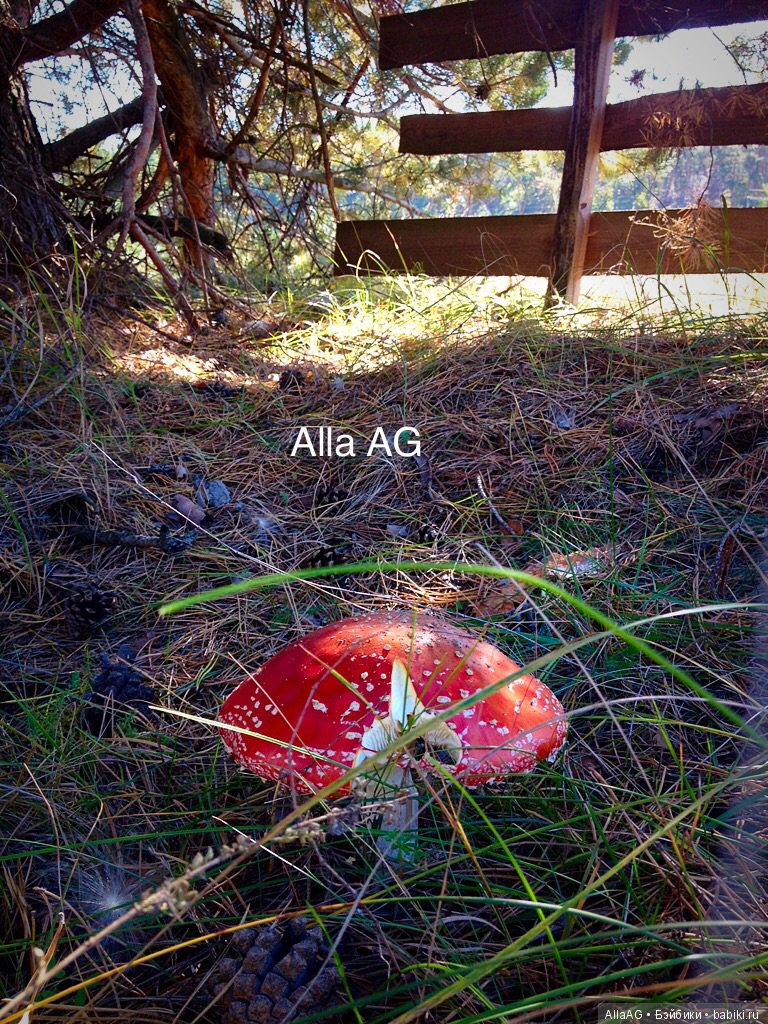 Осень время урожая,или осенняя сказка от Alla AG (фото 2)