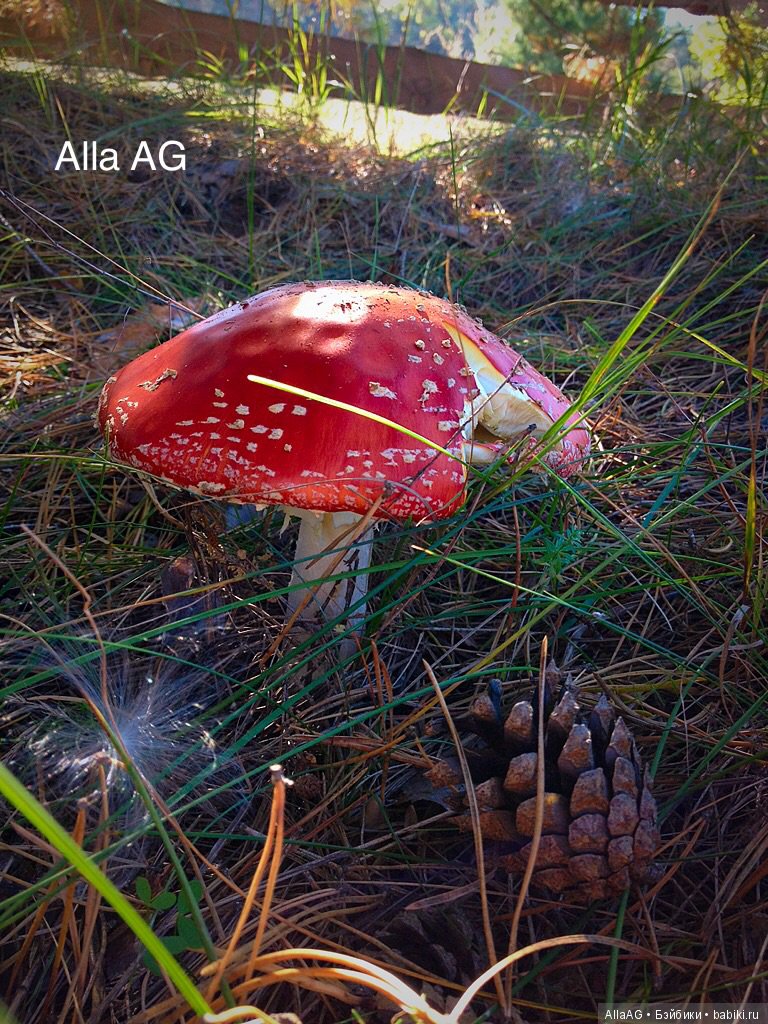 Осень время урожая,или осенняя сказка от Alla AG