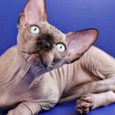 Нужна помощь знатоков-кошатников