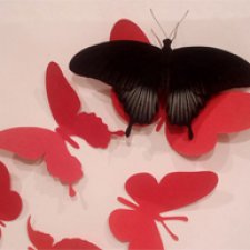 Живые цветы