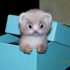 Самый верный друг