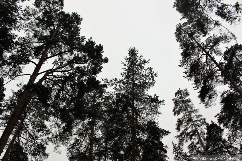 Махан - мой новый житель и хранитель. Собакодракон от Елены Сиделевой