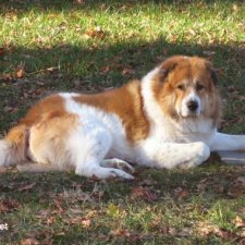 Истории про Сенечку. Для поднятия настроения или забавные истории от Леаны ;-)