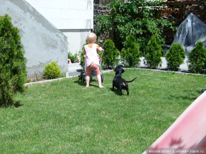 Любите ли Вы домашних животных