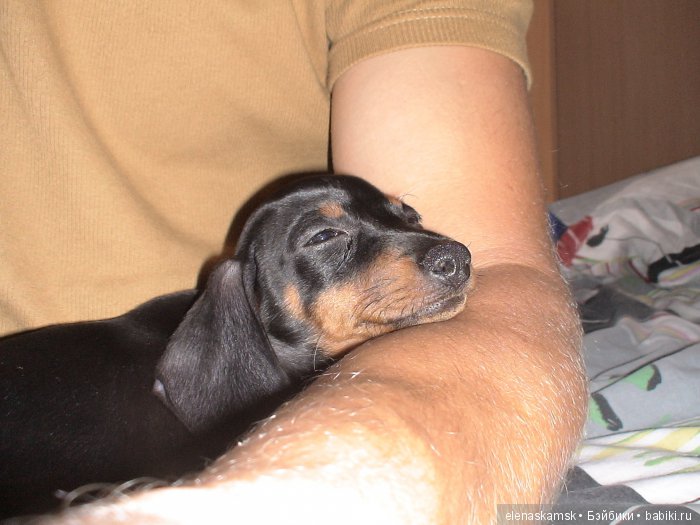 Любите ли Вы домашних животных (фото 3)