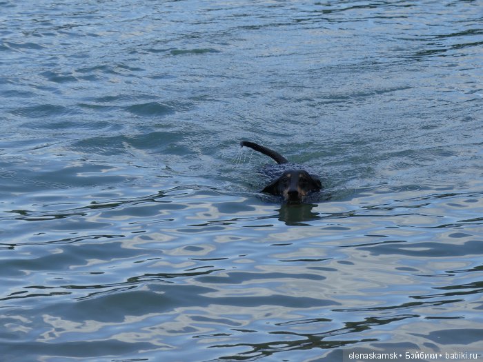 Любите ли Вы домашних животных