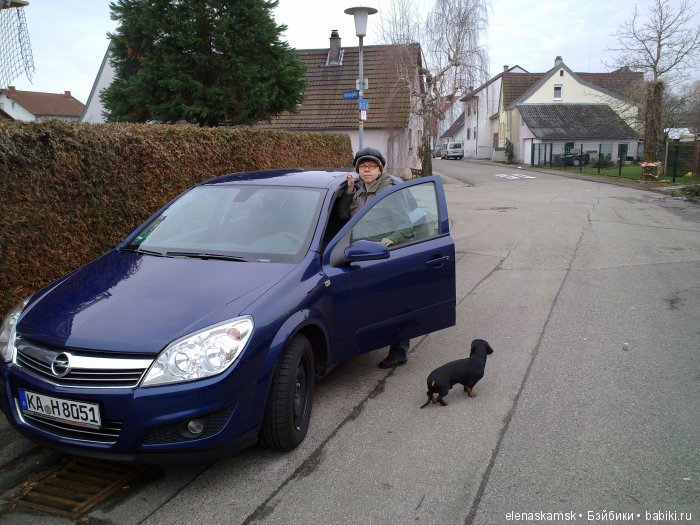 Любите ли Вы домашних животных