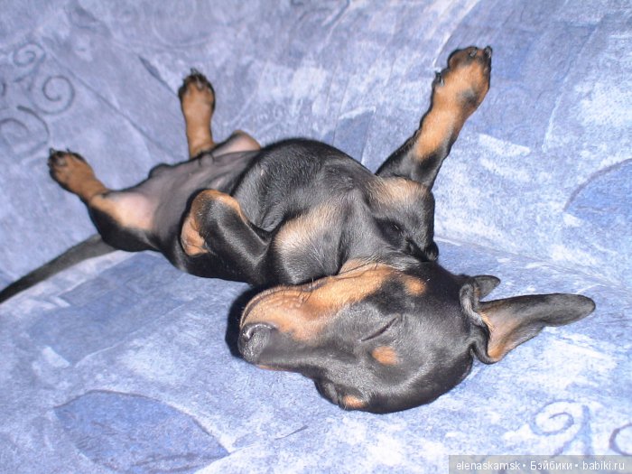 Любите ли Вы домашних животных (фото 6)