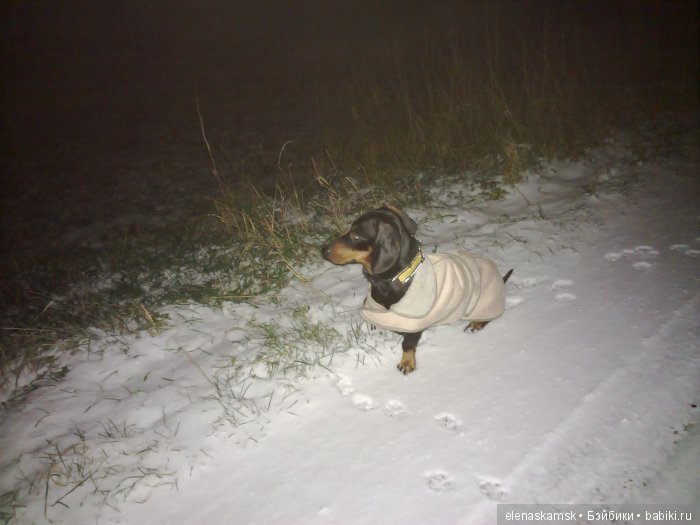 Любите ли Вы домашних животных