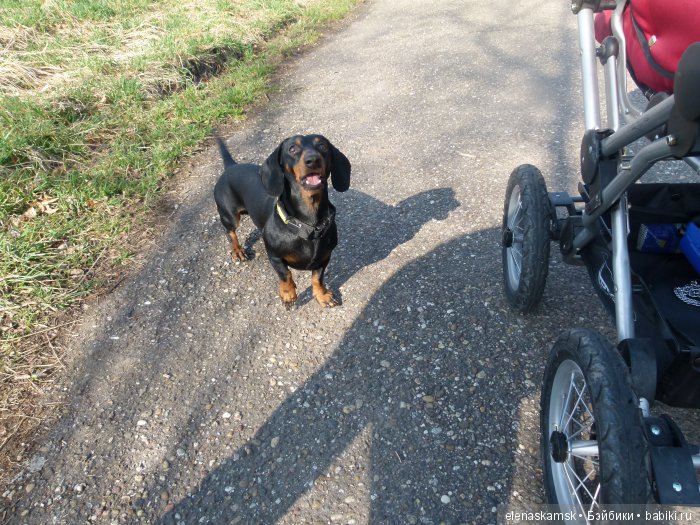 Любите ли Вы домашних животных