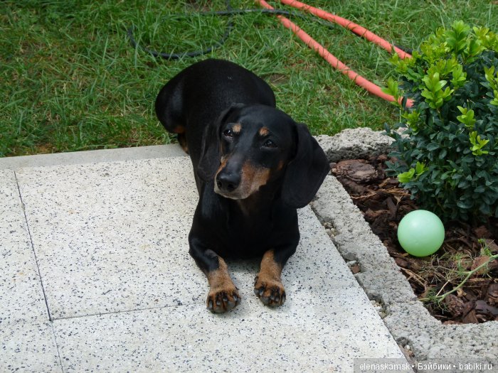 Любите ли Вы домашних животных