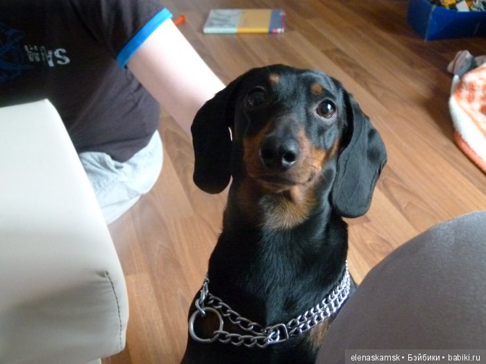 Любите ли Вы домашних животных