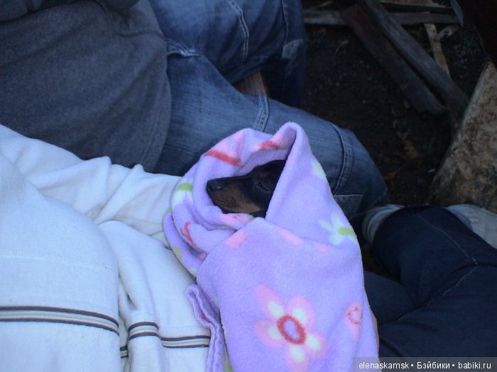 Любите ли Вы домашних животных (фото 4)