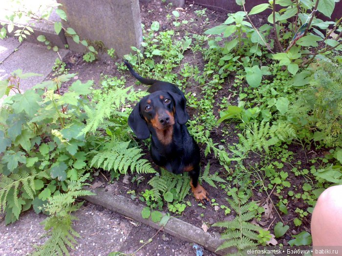 Любите ли Вы домашних животных