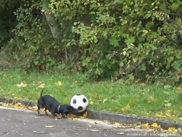 Любите ли Вы домашних животных (фото 10)