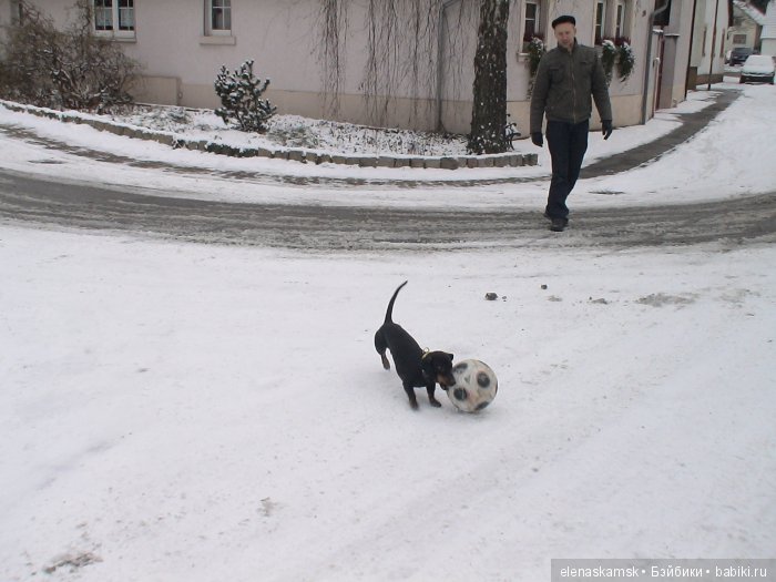 Любите ли Вы домашних животных