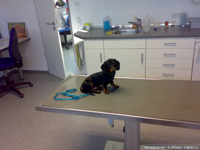 Любите ли Вы домашних животных