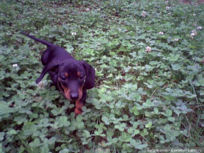 Любите ли Вы домашних животных (фото 7)