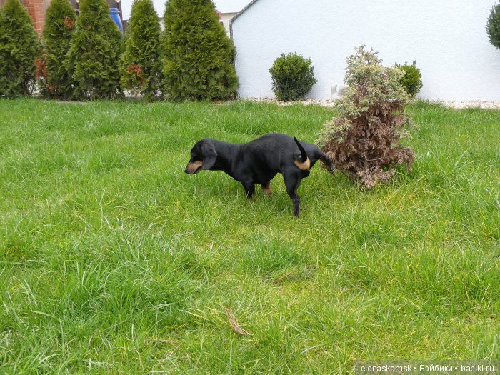 Любите ли Вы домашних животных