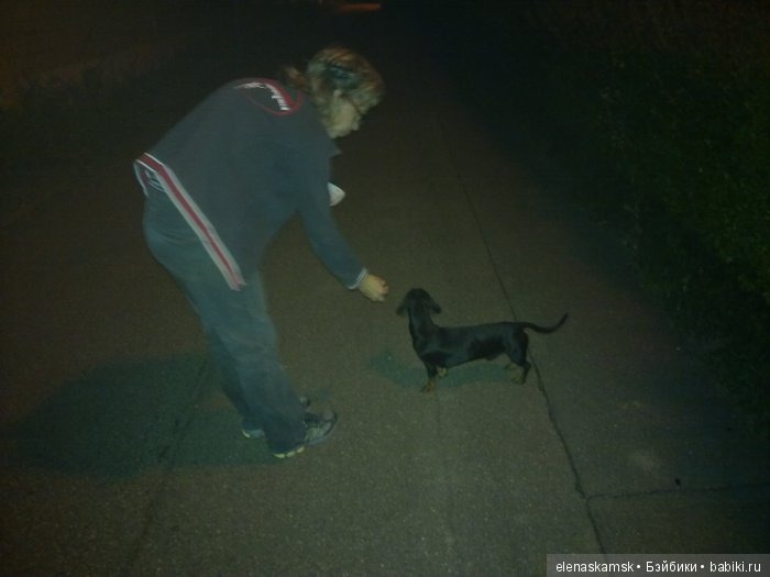 Любите ли Вы домашних животных