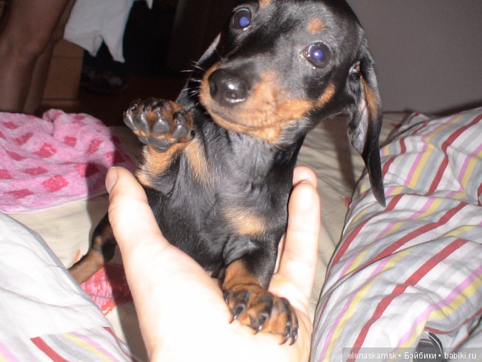 Любите ли Вы домашних животных