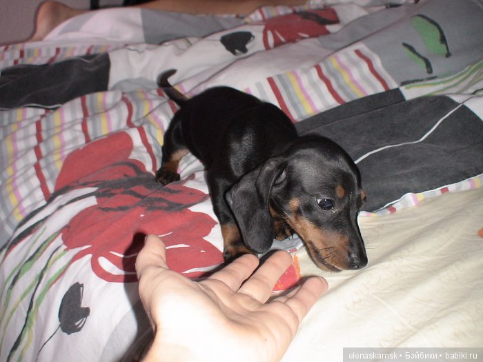 Любите ли Вы домашних животных (фото 2)