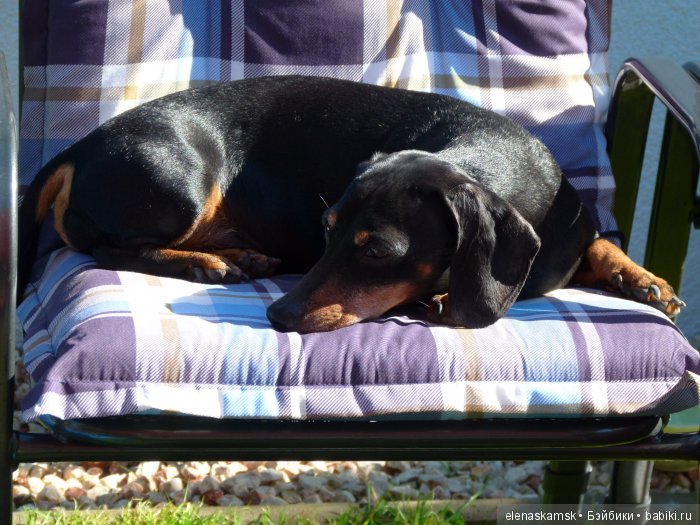 Любите ли Вы домашних животных