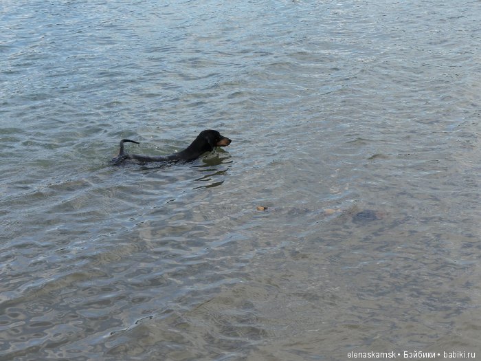 Любите ли Вы домашних животных