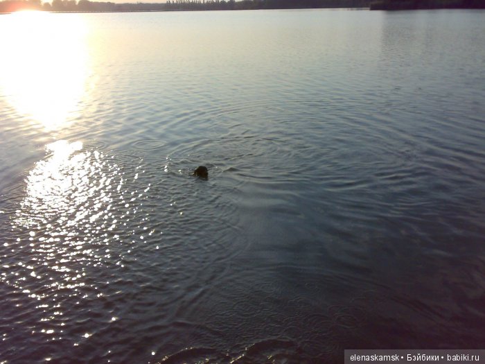 Любите ли Вы домашних животных