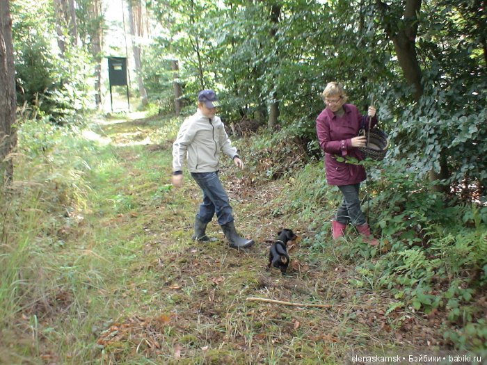 Любите ли Вы домашних животных