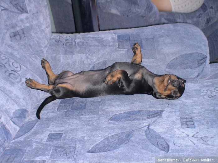 Любите ли Вы домашних животных (фото 5)