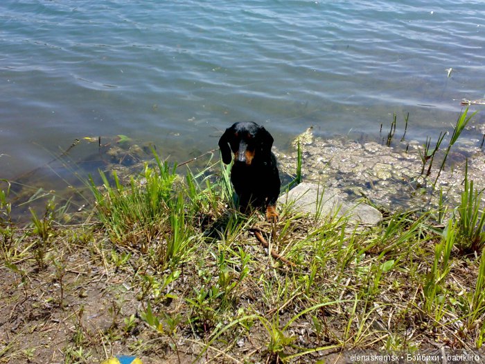 Любите ли Вы домашних животных