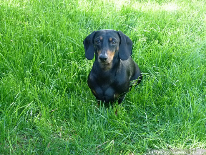 Любите ли Вы домашних животных