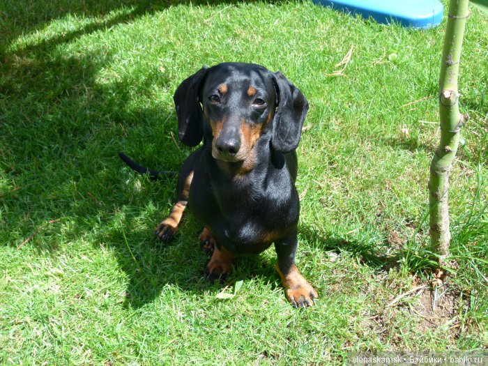 Любите ли Вы домашних животных