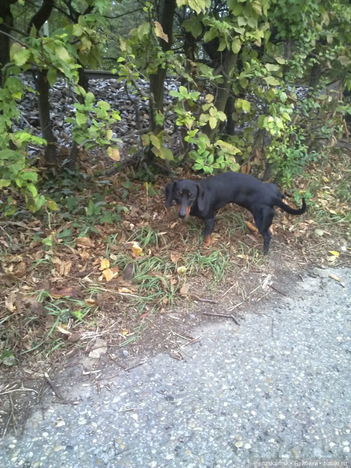 Любите ли Вы домашних животных