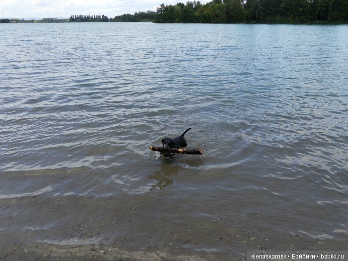 Любите ли Вы домашних животных