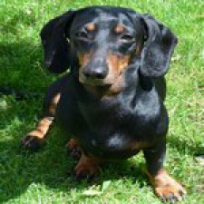 Любите ли Вы домашних животных?