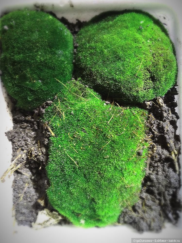 Про Фею, Лиску и чудеса — Домашние фото авторских кукол: личные коллекции