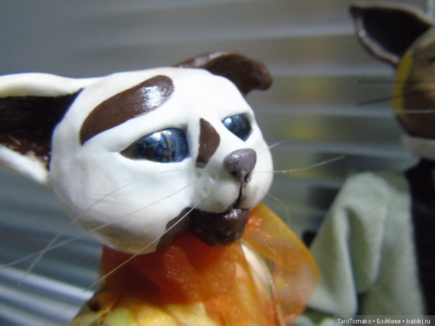 Кот Хиппи — Другие хобби и увлечения: сад