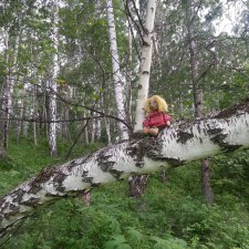 В большом лесу