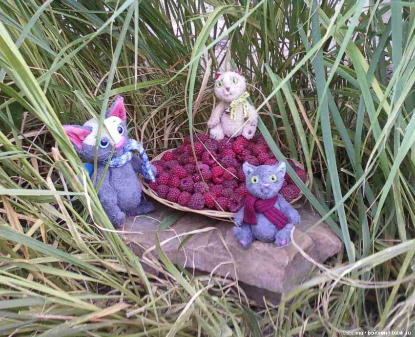 Коты летом  с урожаем.