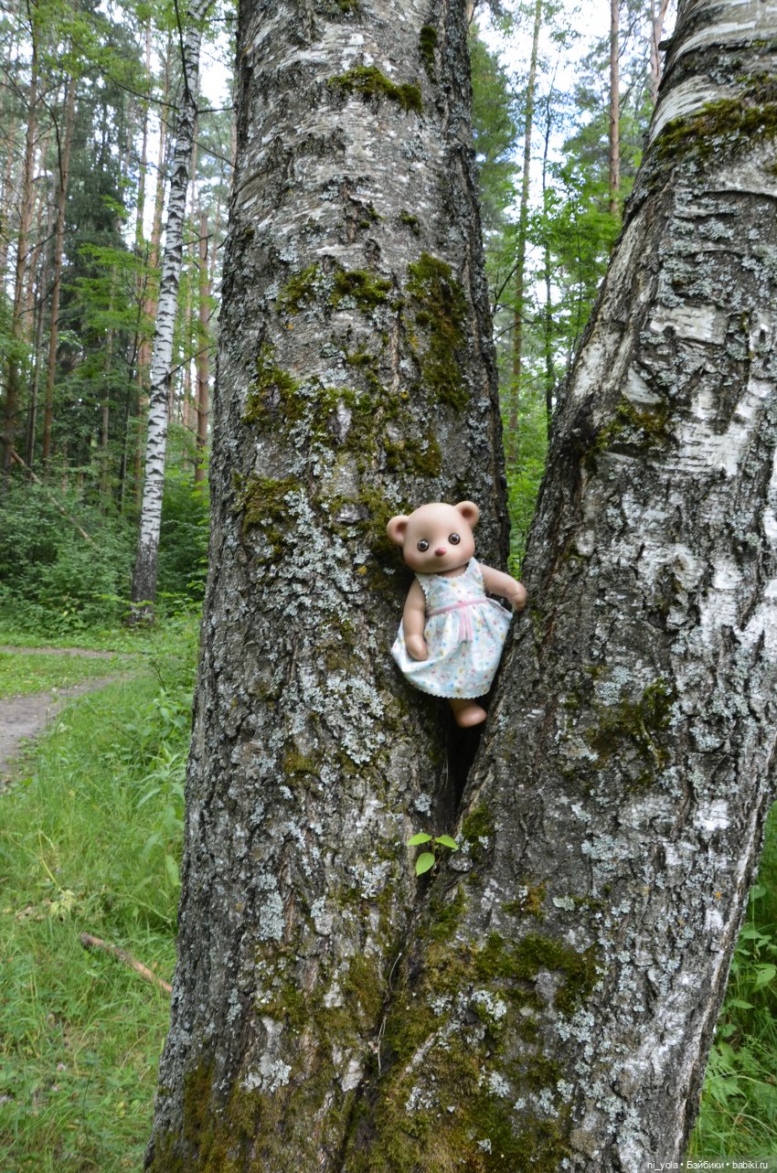 Прогулка по Сосновой роще (фото 6)