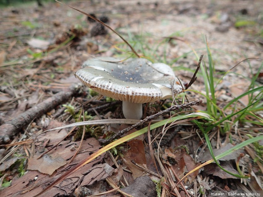 Выезд на природу или сюрприз для Джинни