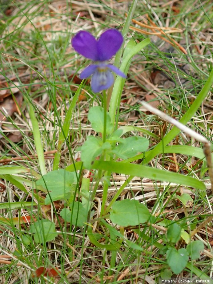 Выезд на природу или сюрприз для Джинни (фото 10)