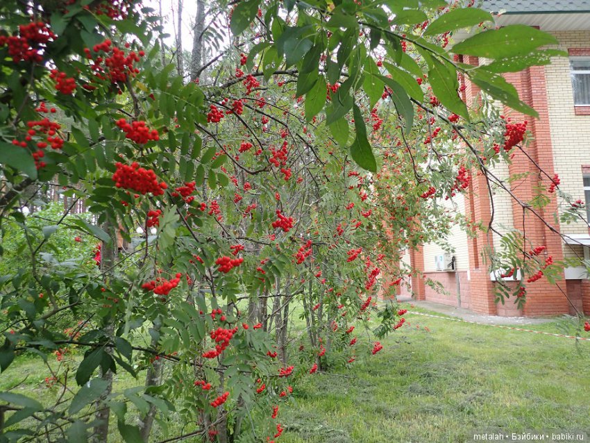 Выезд на природу или сюрприз для Джинни