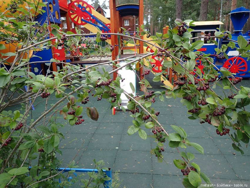 Выезд на природу или сюрприз для Джинни